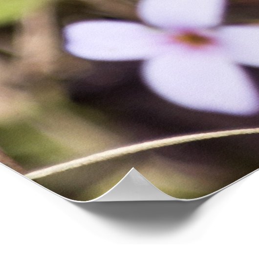 Violett von Vögeln mit Bluets Wildblume Poster (Ecke)