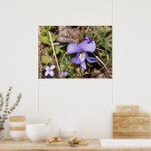 Violett von Vögeln mit Bluets Wildblume Poster (Küche)