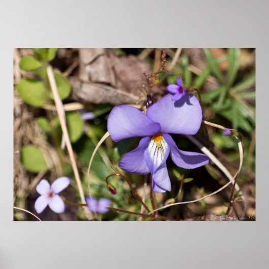 Violett von Vögeln mit Bluets Wildblume Poster (Vorne)