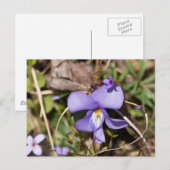 Violett von Vögeln mit Blüten Postkarte (Vorne/Hinten)
