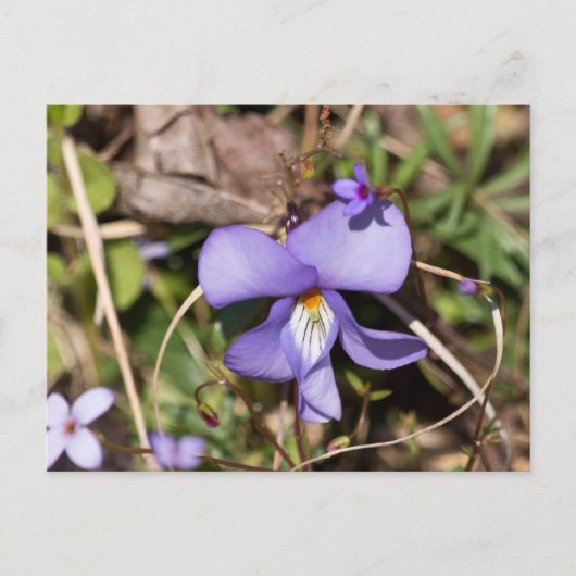 Violett von Vögeln mit Blüten Postkarte (Vorderseite)