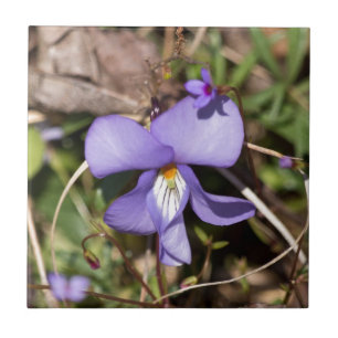 Violettblättriges Stiefmütterchen mit Vergissmeinn Fliese