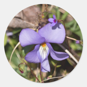 Violettblättriges Stiefmütterchen mit Vergissmeinn Runder Aufkleber