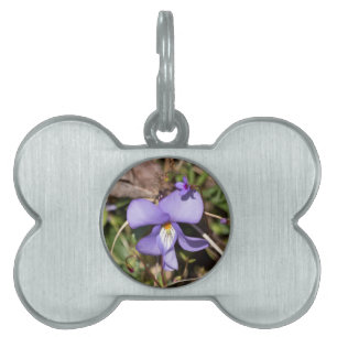 Violettblättriges Stiefmütterchen mit Vergissmeinn Tiermarke