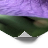 Violette Bartirisblüte Poster (Ecke)