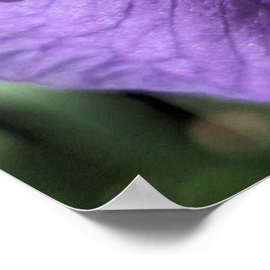 Violette Bartirisblüte Poster (Ecke)