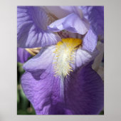 Violette Bartirisblüte Poster (Vorne)