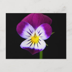 Violette Blume pccnm Postkarte