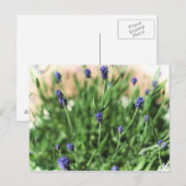 Violette Blume - Postkarte (Vorne/Hinten)