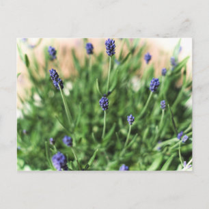 Violette Blume - Postkarte