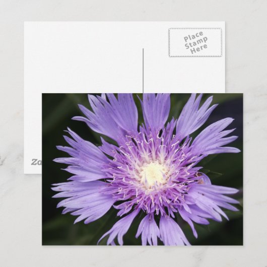 Violette Blume Postkarte (Vorne/Hinten)