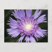 Violette Blume Postkarte (Vorderseite)