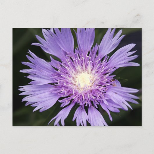 Violette Blume Postkarte (Vorderseite)