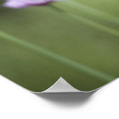 Violette Blumen des gemeinsamen Gartenkräuters Poster (Ecke)