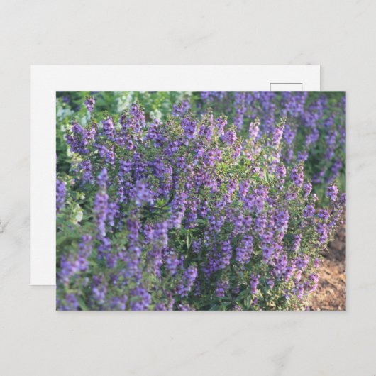 Violette Blumen im Sonnenlicht Postkarte (Vorne/Hinten)