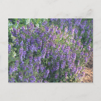 Violette Blumen im Sonnenlicht Postkarte
