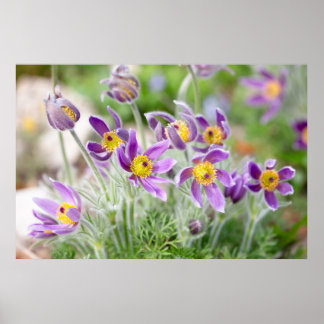 Violette Blumen in der Sonne Poster