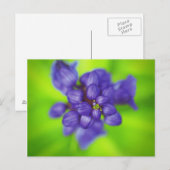 violette Blumen Postkarte (Vorne/Hinten)