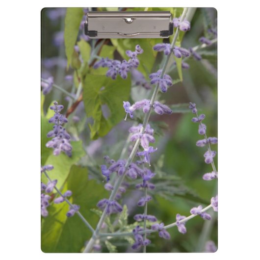 Violette Blumenbeete Garten Fotografie Klemmbrett (Vorderseite)