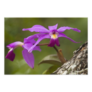 Violette Cattleya-Orchidee Cattleya violacea) Fotodruck