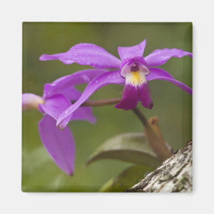 Violette Cattleya-Orchidee Cattleya violacea) Magnet