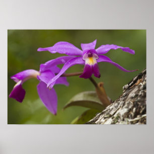 Violette Cattleya-Orchidee Cattleya violacea) Poster