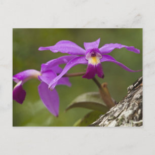 Violette Cattleya-Orchidee Cattleya violacea) Postkarte
