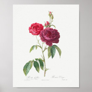 Violette Französische Rose, alte florale rosa-maro Poster