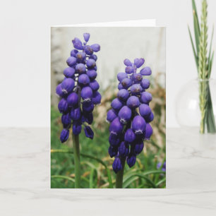 Violette Frühlingsblumen Karte
