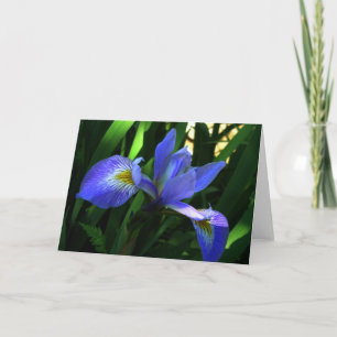 Violette Iris Karte