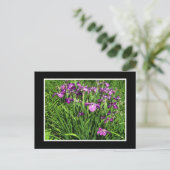 Violette Iris Postkarte (Stehend Vorderseite)
