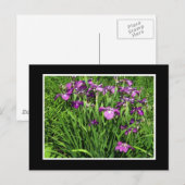 Violette Iris Postkarte (Vorne/Hinten)