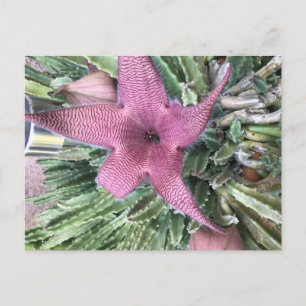 Violette Kaktusblüte Postkarte