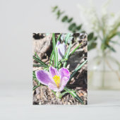 Violette Krokusblumen  Postkarte (Stehend Vorderseite)