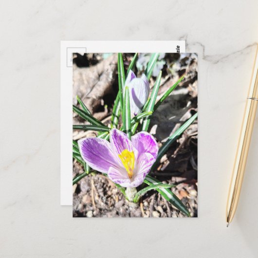 Violette Krokusblumen  Postkarte (Vorderseite/Rückseite Beispiel)
