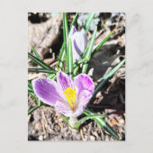 Violette Krokusblumen  Postkarte (Vorderseite)