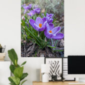 Violette Krokusblüte Poster (Heimbüro)
