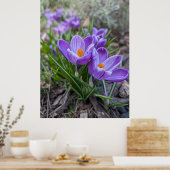 Violette Krokusblüte Poster (Küche)