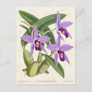 Violette Laelia-Orchidee Vintage-Botanik Postkarte
