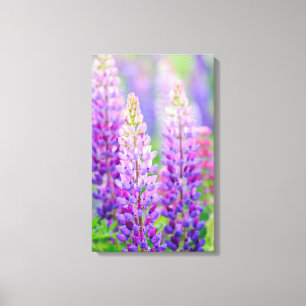 Violette Lupine umwickelte Leinwand