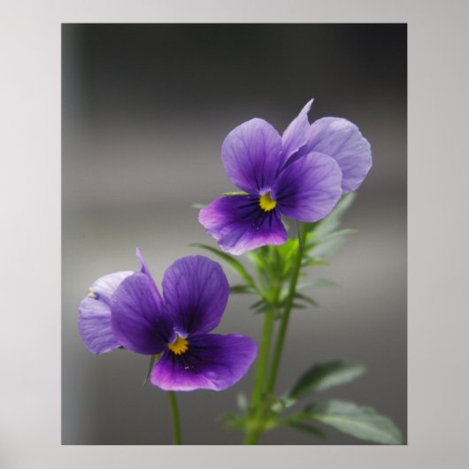 Violette Poster (Vorne)