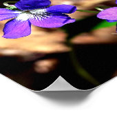 Violette Poster (Ecke)