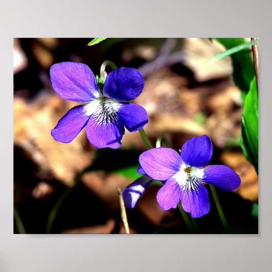 Violette Poster (Vorne)