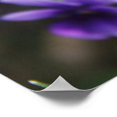 Violette Poster (Ecke)
