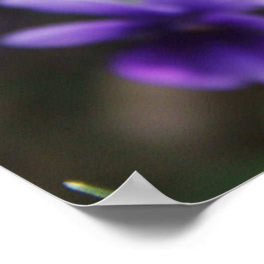 Violette Poster (Ecke)