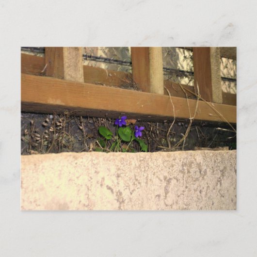 Violette Postkarte (Vorderseite)