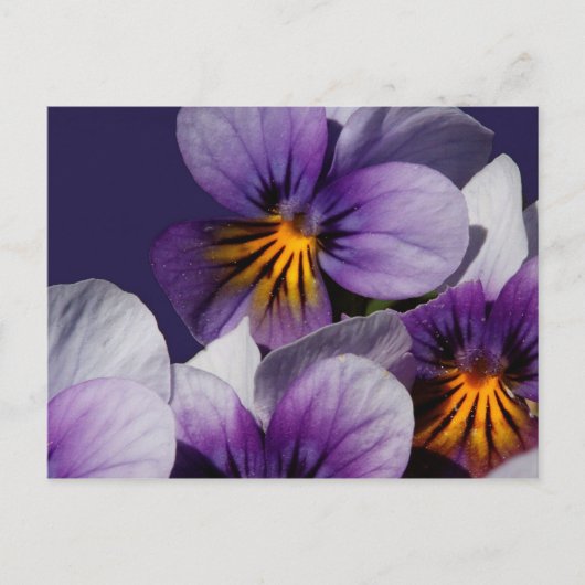 Violette Postkarte (Vorderseite)