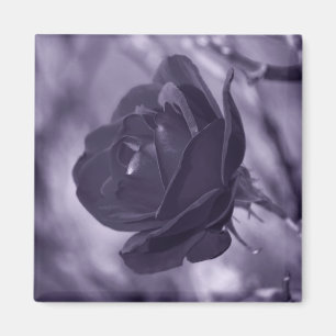 Violette Rose Magnet