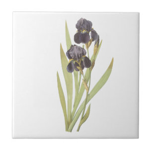 Violette Schwertlilienblumen Fliese