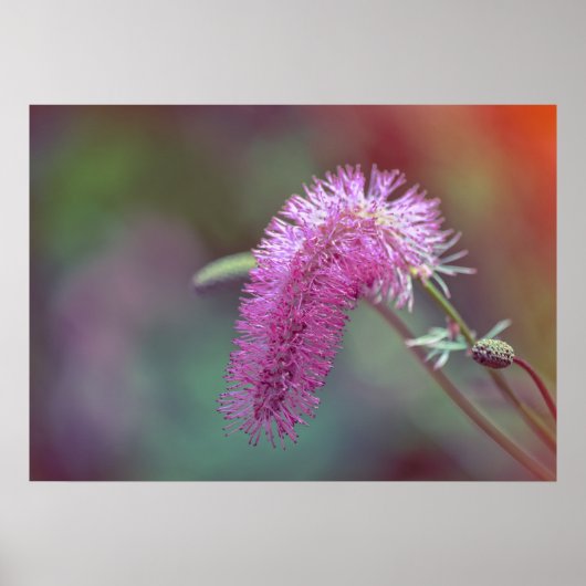 Violette Wiesenblume Poster (Vorne)